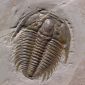 How the World Prepared for the Arrival of Trilobites