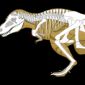 How to Determine the Sex of the Fossils?