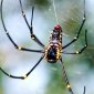 How to Make Artificial Spider Silk