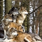 Howls Alone Can Be Used to Identify Individual Wolves with 100% Accuracy