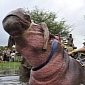 Huge Hippo Must Be Sedated and Blindfolded to Receive Treatment