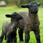 Huge Lamb Born in Somerset Tips the Scales at 22.5lb (10kg)
