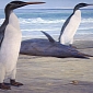 Huge Penguins Lived in New Zealand 25 Million Years Ago
