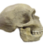 Human Brain Carries at Least One Neanderthal Gene