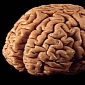 Human Brain Mapped in 3D in Its Entirety by International Team of Neuroscientists