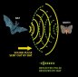 Human Speech and Bat Sonar: The Same Basis
