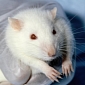 Human Stem Cells Treat Spinal Injuries in Rats