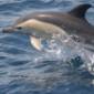 Human and Dolphins Share Brevity Traits