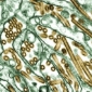 Human to Human Transmission of Bird Flu Not Likely