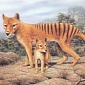 Humans Argued to Have Wiped Out the Tasmanian Tiger