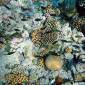 Humans Damage the Hawaiian Coral Reef