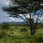 Humans Evolved in Tree-Dotted Savannas