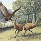 Humans Hunted Moa Birds to Extinction, Genetic Study Confirms