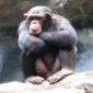 Humans Split from Monkeys 3 Million Years Earlier