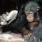 Humans and Chimpanzees Learned to Use Tools from a Common Ancestor