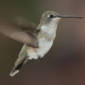 Hummingbirds Are Faster than Jet Fighters
