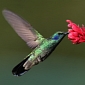 Hummingbirds Burn Glucose and Fructose Equally Effective