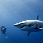 Humongous Great White Shark Named Lydia Might Soon Become a Mom