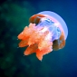Humongous “Snot” Jellyfish Washes Ashore in Tasmania