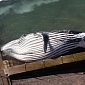 Humpback Whale Beaches in Seaside Swimming Pool and Dies [Video]