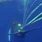 Humpback Whale Entangled in Fishing Gear Is Rescued by Divers
