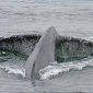 Humpback Whale Females Remain Friends for Years