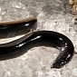Hundreds of Eel and Fish Wash Ashore in China, People Blame Oil Company