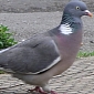 Hundreds of Pigeons Go Missing in New British Bermuda Triangle
