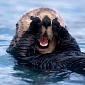 Hungry Sea Otters Help Damaged Seagrass Beds Recover