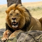 Hunting Lions Can Benefit Conservation Efforts, Researchers Explain
