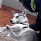 Husky Says “No” to Kennel, Verbally – Video