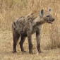 Hyena Laughter Actually a Sign of Frustration