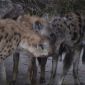 Hyenas: the Largest Clitoris and 800 Kg of Pressure on Teeth