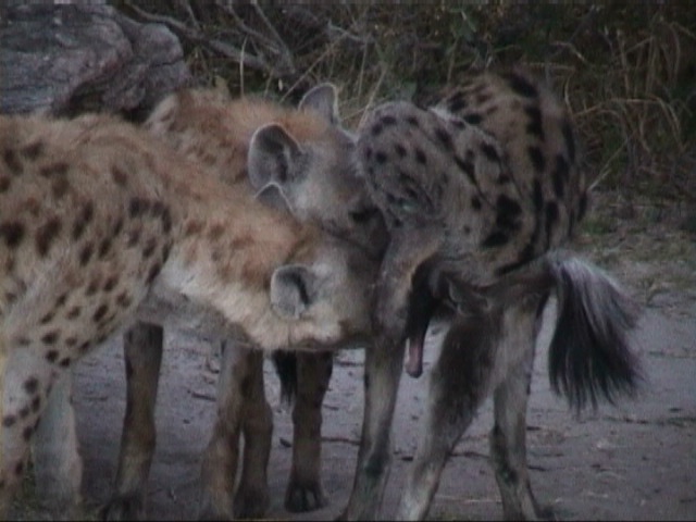Hyenas The Largest Clitoris And 800 Kg Of Pressure On Teeth