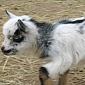 Hyperactive Goat Buttermilk Plays with Its Buddies [Video]
