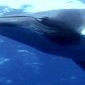 IWC Proposes New Whaling Limits