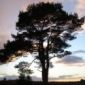 Ice Age Scottish Pine Trees
