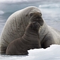 Ice Loss in the Arctic Drives Walruses on Land