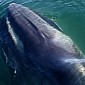 Iceland Delivers 2,000 Tons of Fin Whale Meat to Japan