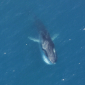 Iceland Increases Its Hunting Quota for Endangered Fin Whales