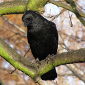 Idle Crows Help Their Group When Their Need Arises