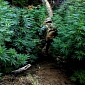 Illegal Marijuana Farms Poison Wildlife, Researchers Say