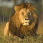 Illinois Readies to Ban the Sale of African Lion Meat