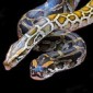 Images Inside a Burmese Python