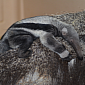 Immaculate Anteater Conception Puzzles Zookeepers, Wildlife Researchers