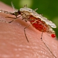 Immune Mechanism Fighting Off Malaria Identified