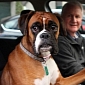 Impatient Dog Left in Car Honks the Horn for 15 Minutes – Video