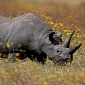 In 10 Years’ Time, Rhinos Will Have Become Extinct