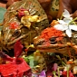 In India, Frog Poaching Might Get You in Jail