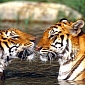 India Creates New Tiger Reserve
